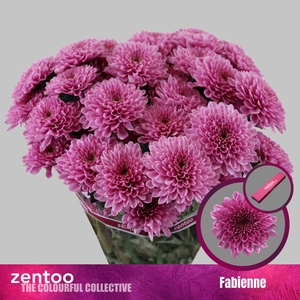 Chrysanthemum Indicum Grp tros Fabinne