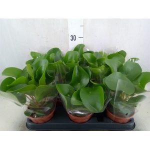 Pilea peperomoides