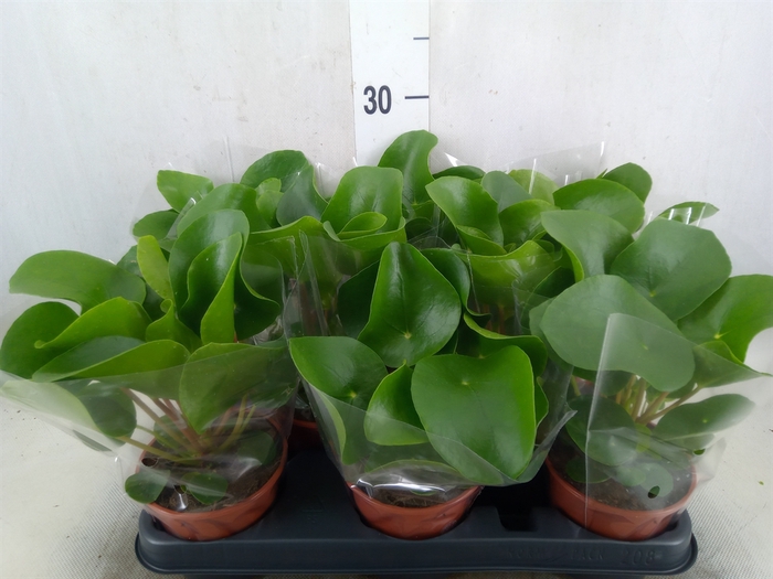 <h4>Pilea peperomoides</h4>