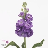 MATTH ZIZI PURPLE