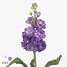 MATTH ZIZI PURPLE