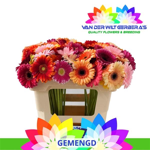 <h4>GE MI Gemengd in de bos</h4>