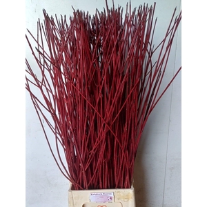 CORNUS ALBA SIBIRICA