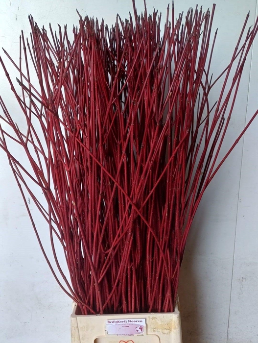 <h4>CORNUS ALBA SIBIRICA</h4>