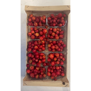 MALUS RED SENTIN BAK