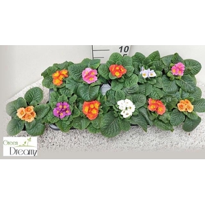 PRIM AC PARADISO GEM