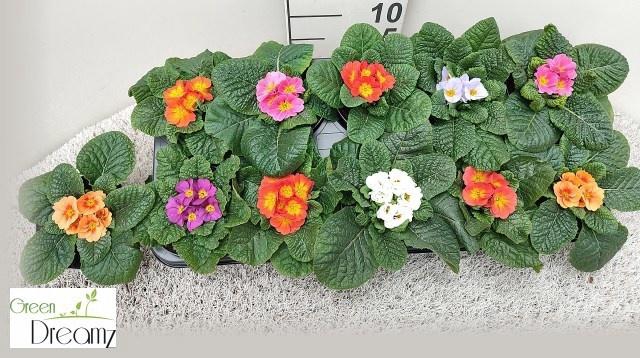 <h4>PRIM AC PARADISO GEM</h4>