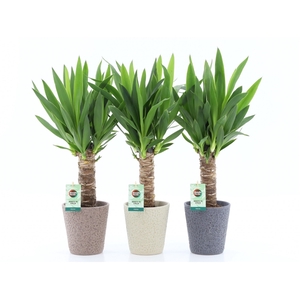 Yucca 25cm Hout 3+ kop in Nature keramiek