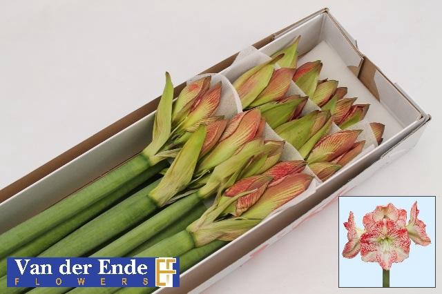 <h4>Hipp Ga Mega Star</h4>