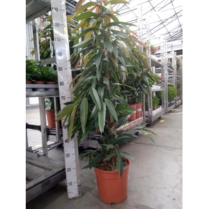 Ficus binn. 'Amstel King'