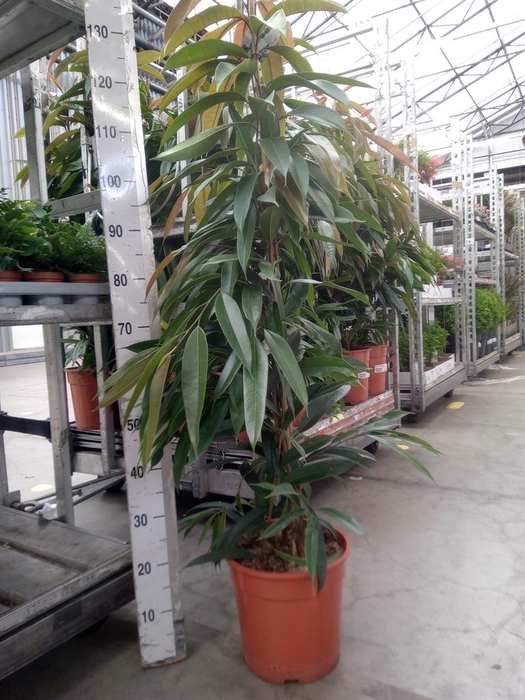 <h4>Ficus binn. 'Amstel King'</h4>