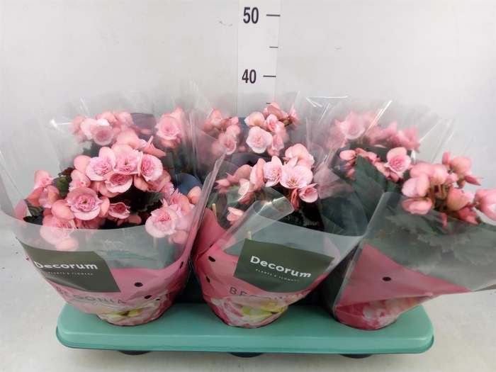 <h4>Begonia elat. DU 'Move2Joy Pink'</h4>