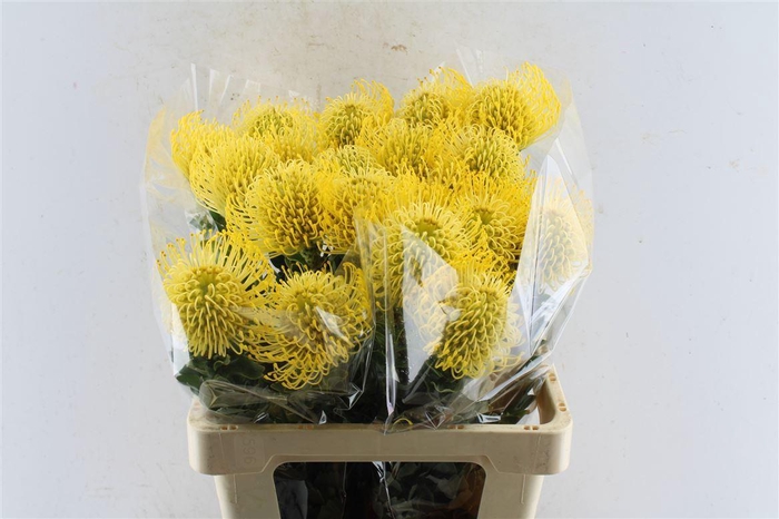 <h4>Leuco Co High Gold</h4>