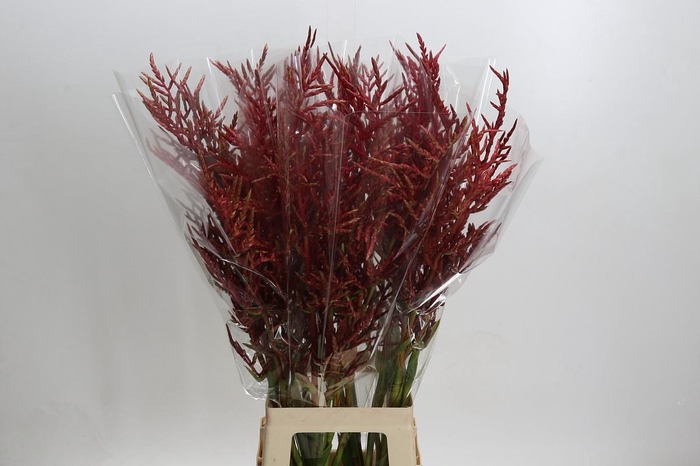 <h4>Bromelia Red Paloma</h4>
