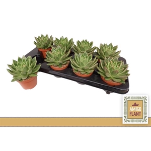 Echeveria Miranda 10,5Ø 12cm