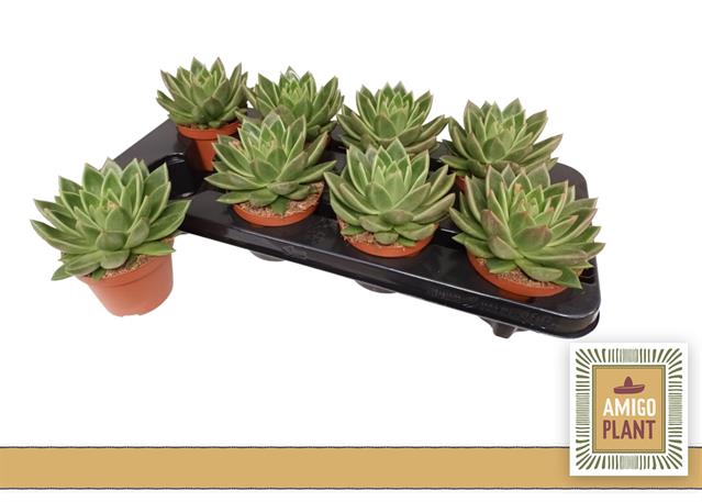 Echeveria Miranda 10,5Ø 12cm