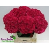 Hydrangea mag ruby red