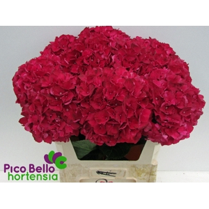 Hydrangea mag ruby red