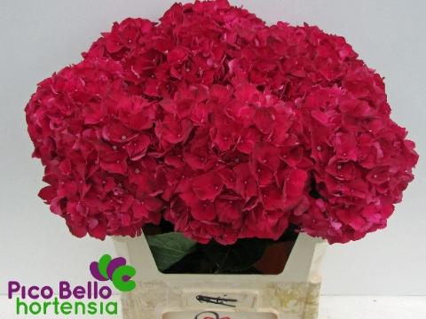Hydrangea mag ruby red