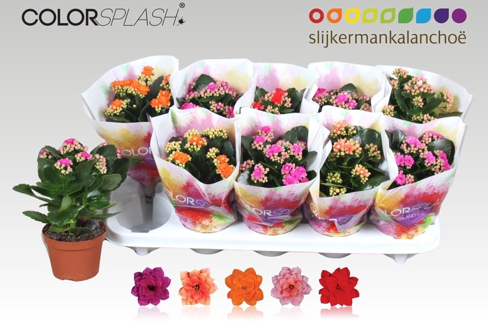 <h4>KAL GE GEM 5 KL</h4>