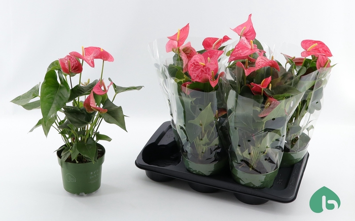 <h4>ANTHU AN MAINE</h4>