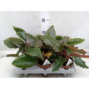 Philodendron   ...