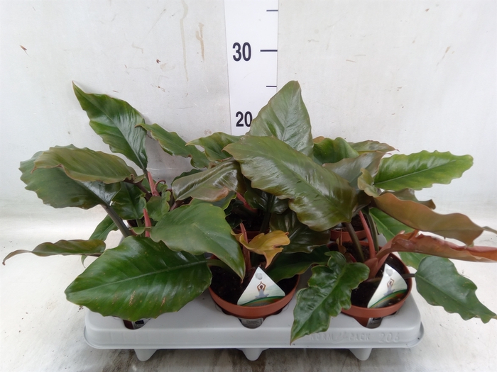 <h4>Philodendron   ...</h4>