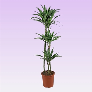 Dracaena warneckei 90-60-30 140cm