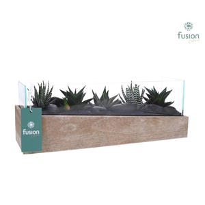 Aquarium Medium met Haworthia