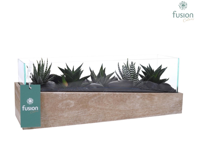 <h4>Aquarium Medium met Haworthia</h4>