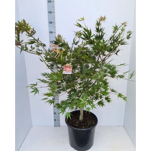 Acer palmatum (Matsumurae Grp) Chit