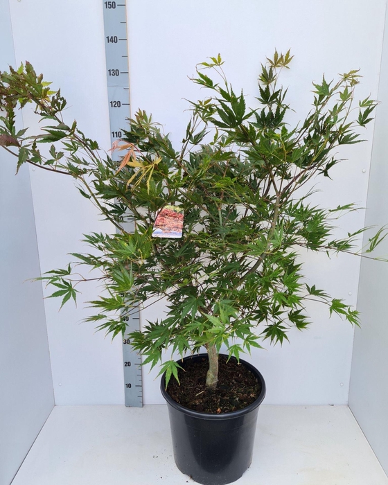<h4>Acer palmatum (Matsumurae Grp) Chit</h4>