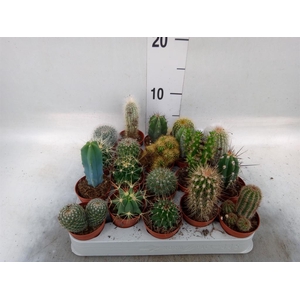 Cactus   ...mix