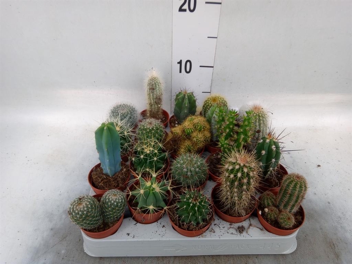 <h4>Cactus   ...mix</h4>