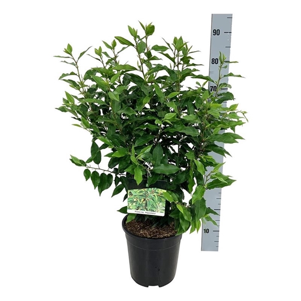 <h4>Prunus lus. 'Angustifolia'</h4>