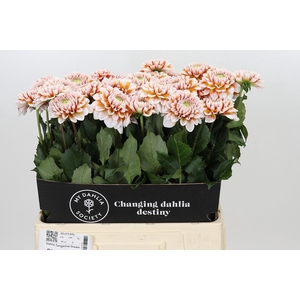 Dahlia Tangarine Dream