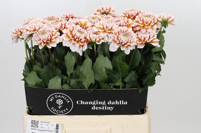 <h4>Dahlia Tangarine Dream</h4>