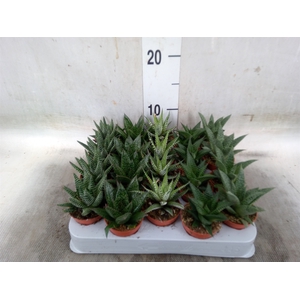 Aloe   ...mix