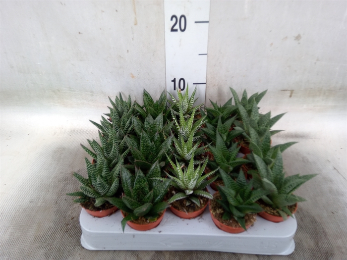 <h4>Aloe   ...mix</h4>