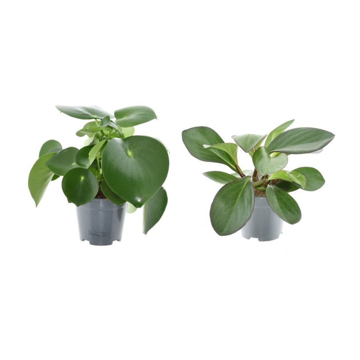 Peperomia gemengd