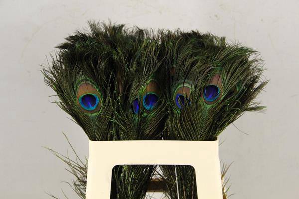 <h4>Feather Peacock 50cm</h4>