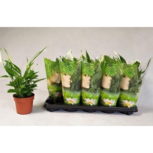Spathiphyllum Alana