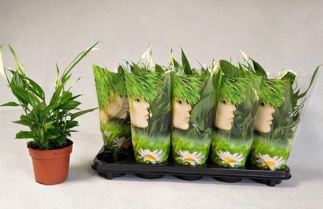 <h4>Spathiphyllum Alana</h4>