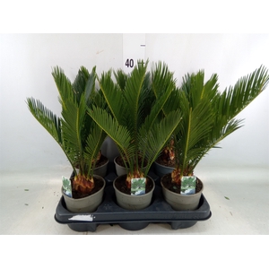 Cycas revoluta