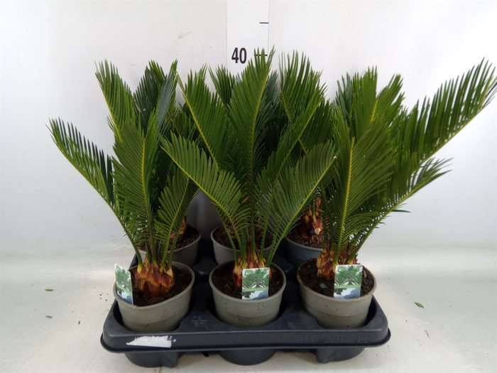 <h4>Cycas revoluta</h4>