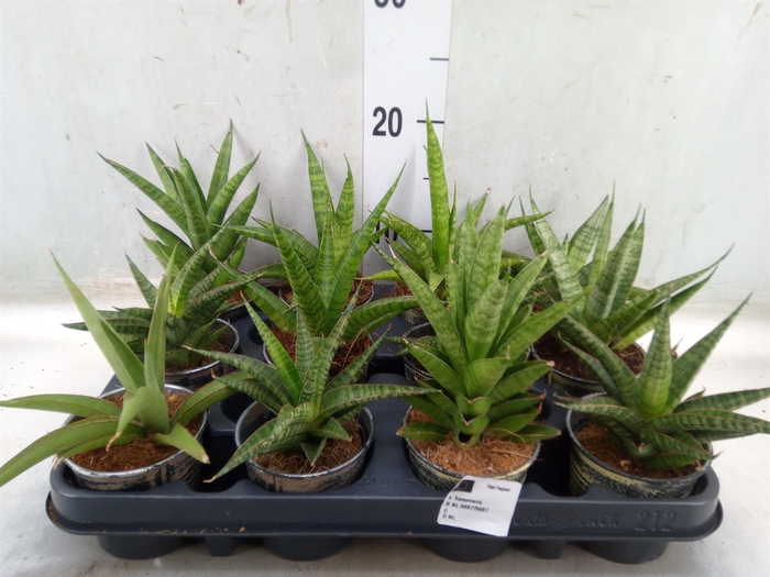 <h4>Planten  ..in schaal L%</h4>