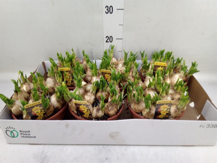 <h4>Narcissus 'Tete a tete'</h4>