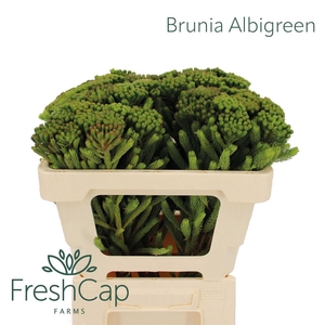 Brunia Albigreen