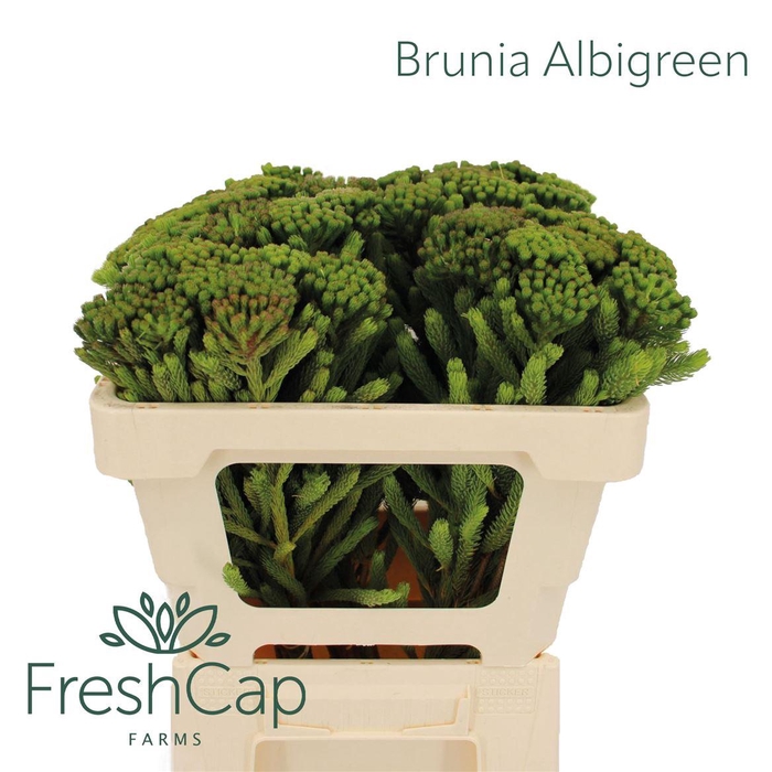 <h4>Brunia Albigreen</h4>