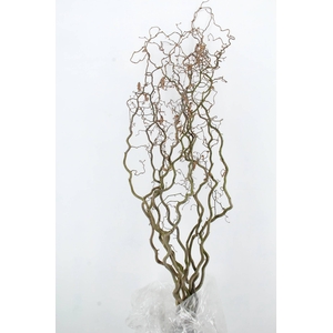 CORYLUS AV CONTORTA 2 JARIG